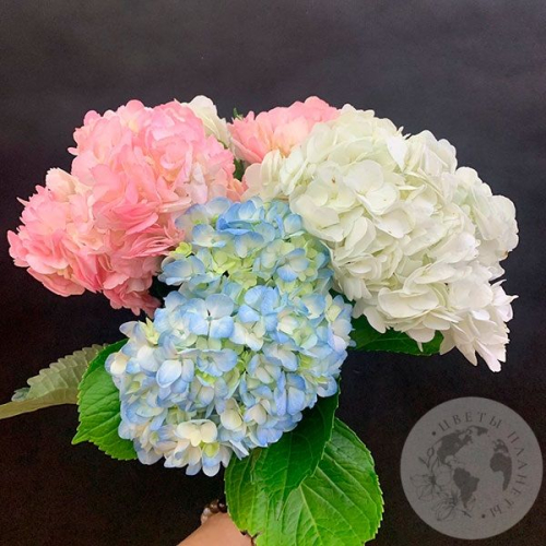 5 гортензий микс