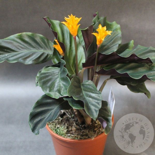 Калатея Кроката в магазине Цветы Планеты