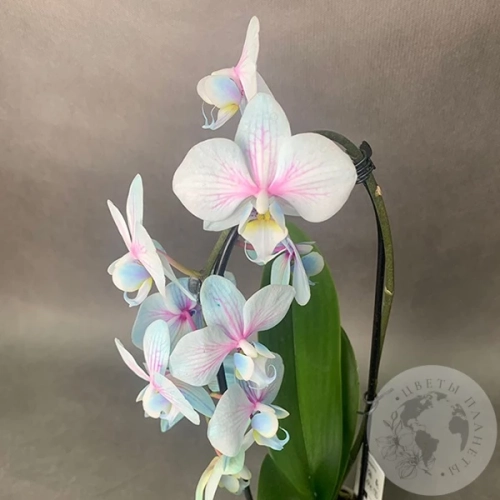 Орхидея Краш микс