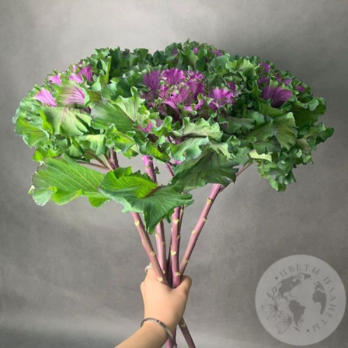 Брассика фиолетовая 5 шт. в магазине Цветы Планеты