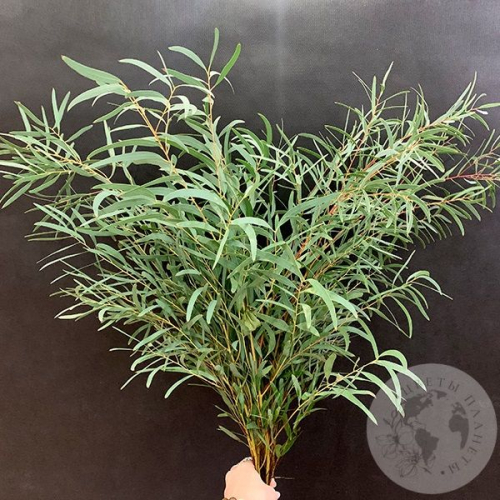 Эвкалипт синерия (пучок) в магазине Цветы Планеты