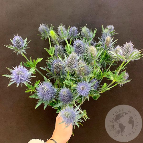 Эрингиум 7 шт. в магазине Цветы Планеты