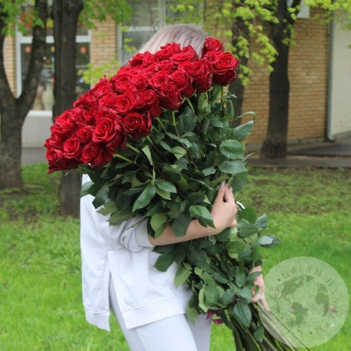 51 роза красная 110 см. в магазине Цветы Планеты