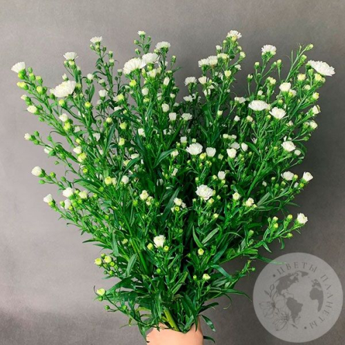 Астер белый 15 шт. в магазине Цветы Планеты