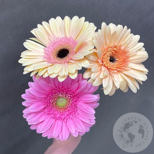 3 герберы розовых