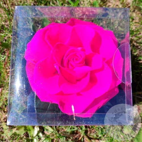 Стабилизированная роза фуксия в магазине Цветы Планеты