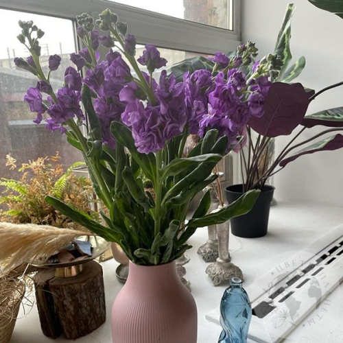 Маттиола сиреневая 5 шт. в магазине Цветы Планеты