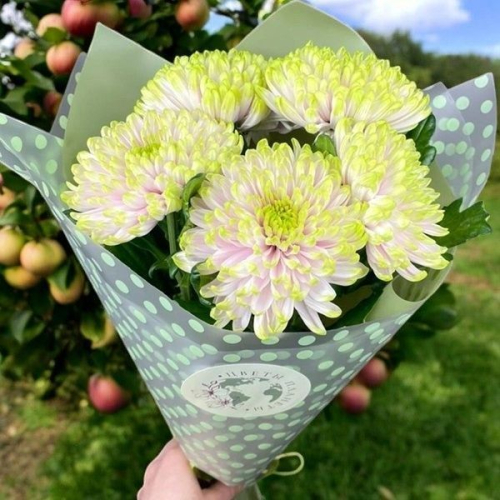 5 хризантем зеленых в магазине Цветы Планеты