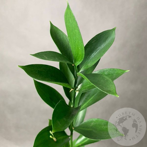 Рускус в магазине Цветы Планеты