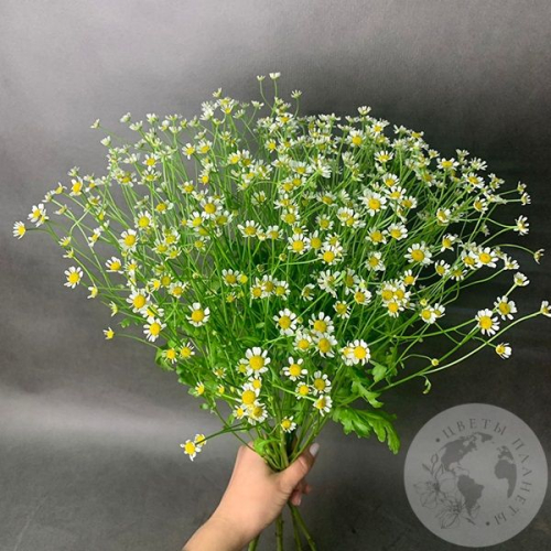 Танацетум 11 шт.