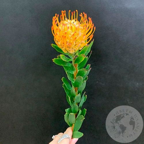 Леукоспермум оранжевый в магазине Цветы Планеты