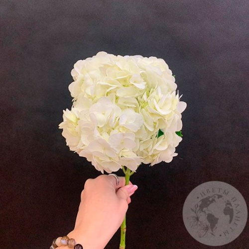 Гортензия белая