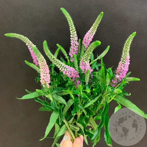 Вероника розовая 7 шт. в магазине Цветы Планеты