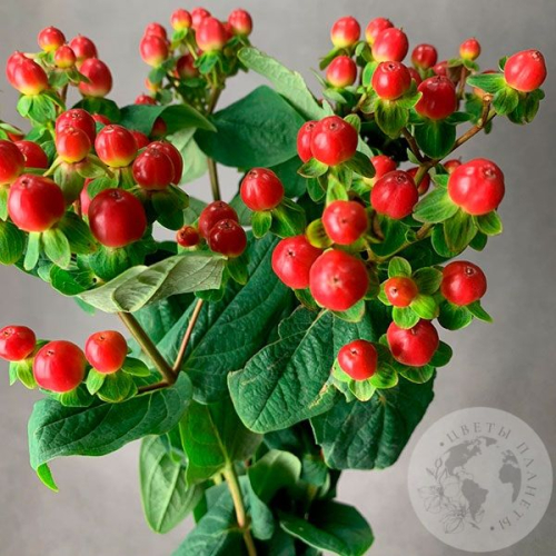 Гиперикум красный 5 шт. в магазине Цветы Планеты