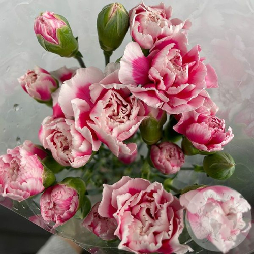 11  кустовых гвоздик светло-розовых в магазине Цветы Планеты