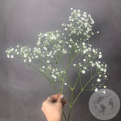 Гипсофила белая в магазине Цветы Планеты