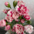 11  кустовых гвоздик светло-розовых в магазине Цветы Планеты