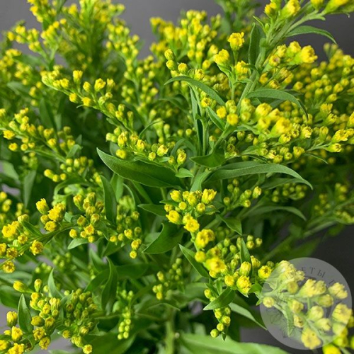 7 солидаго желтых в магазине Цветы Планеты