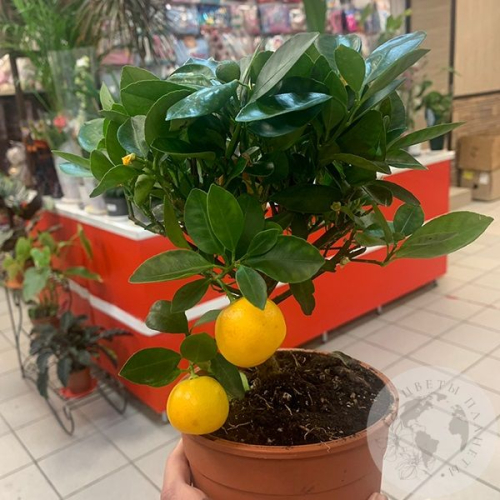 Каламондин