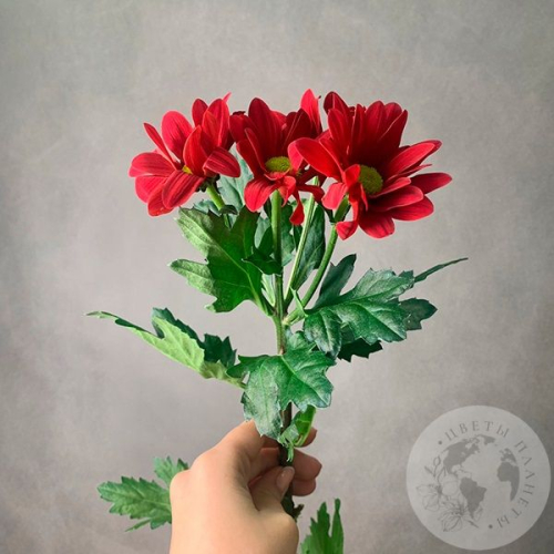 Хризантема кустовая красная