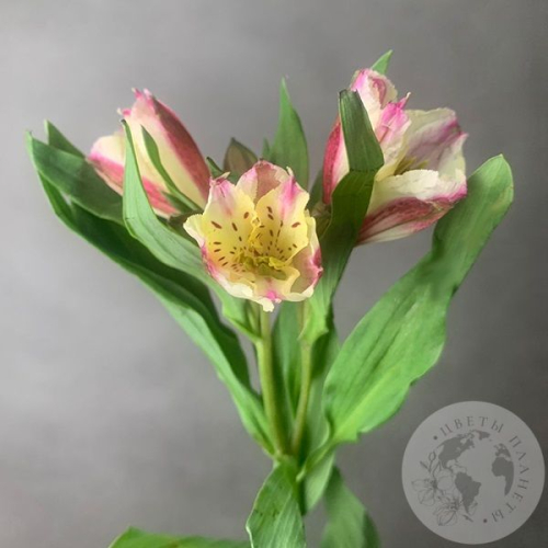 Альстромерия желто-розовая