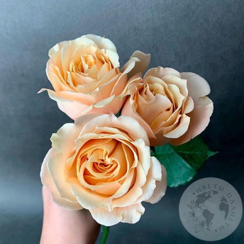 Кустовая пионовидная роза бежевая в магазине Цветы Планеты