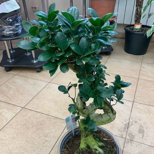 Фикус Джинсенг