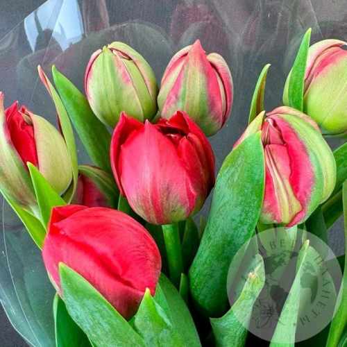 11 красных пионовидных тюльпанов в магазине Цветы Планеты
