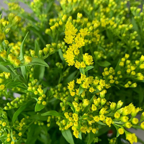 13 солидаго желтых в магазине Цветы Планеты