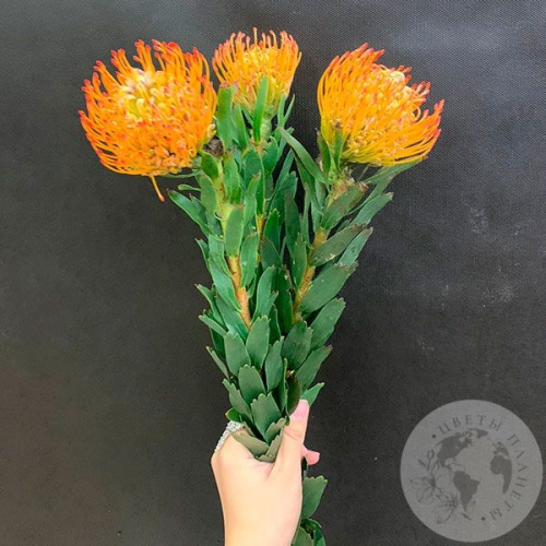 Леукоспермум оранжевый 3 шт. в магазине Цветы Планеты