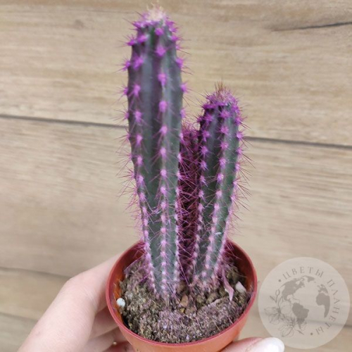Кактус мини фиолетовый в магазине Цветы Планеты
