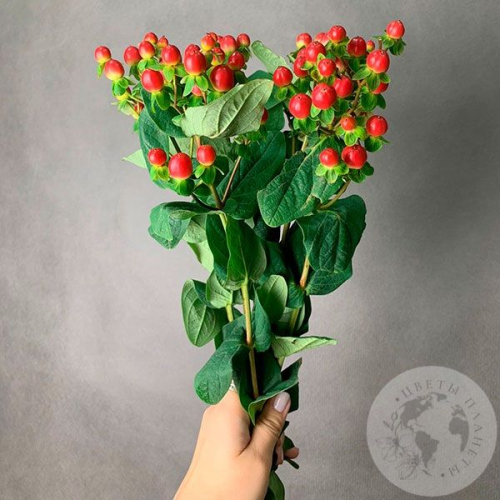 Гиперикум красный 5 шт. в магазине Цветы Планеты