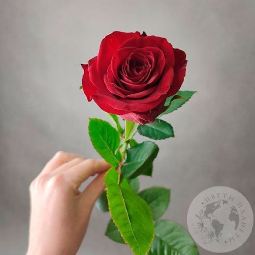 Роза красная 50 см. в магазине Цветы Планеты