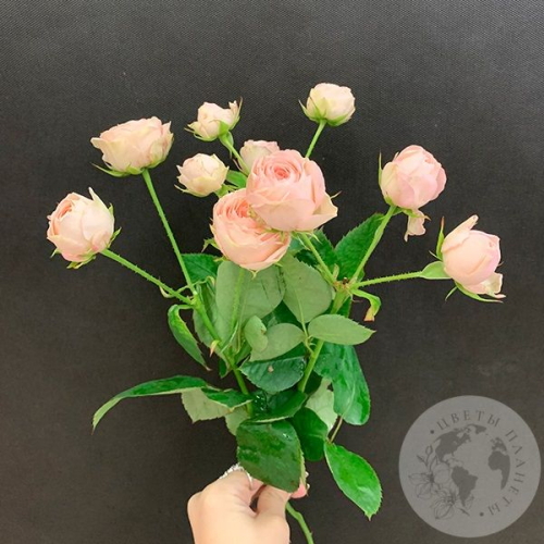 3 кустовые пионовидные розы в магазине Цветы Планеты