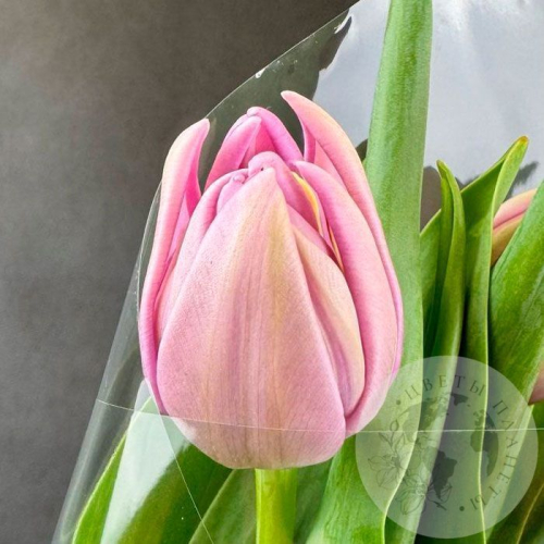 3 розовых пионовидных тюльпана в магазине Цветы Планеты