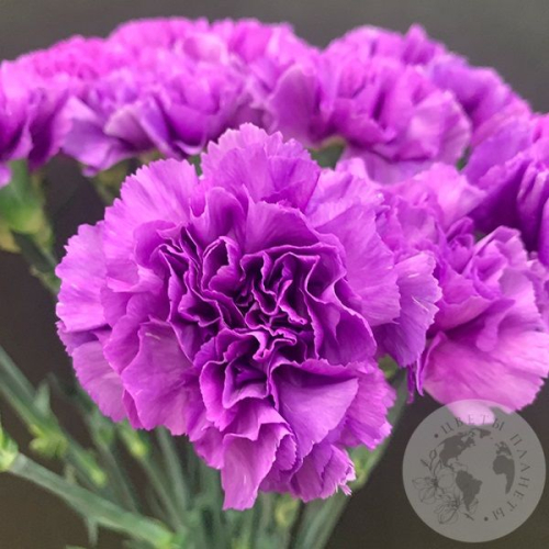 Лунная гвоздика 21 шт. в магазине Цветы Планеты