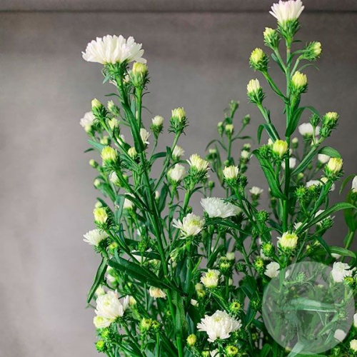 Астер белый 7 шт. в магазине Цветы Планеты