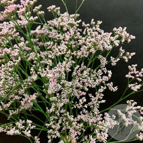 Лимониум розовый 5 шт. в магазине Цветы Планеты