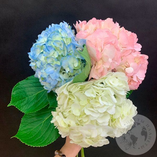 3 гортензии микс