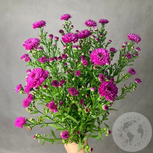 Астер розовый 9 шт. в магазине Цветы Планеты