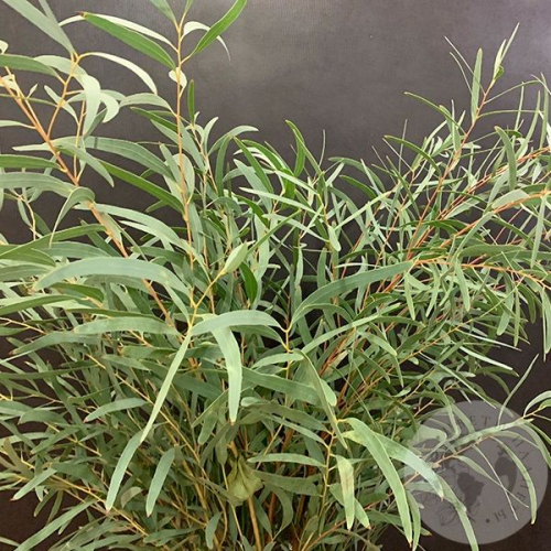 Эвкалипт синерия (пучок) в магазине Цветы Планеты