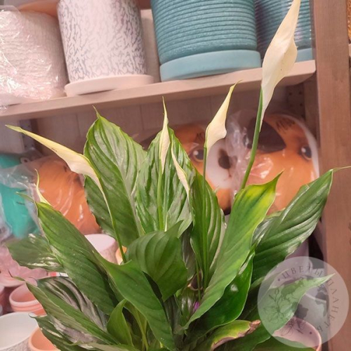 Спатифиллум комнатный в магазине Цветы Планеты