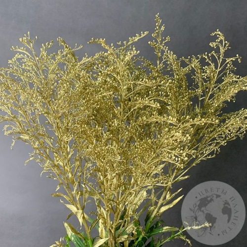 Солидаго Золото 5 шт. в магазине Цветы Планеты