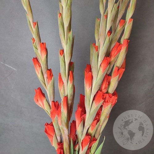 Гладиолус 7 шт. в магазине Цветы Планеты