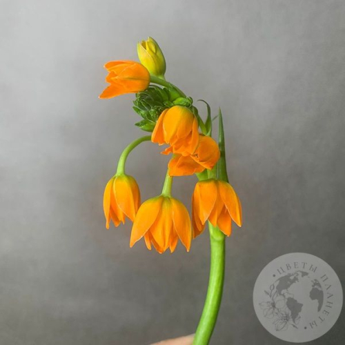 Орнитогалум оранжевый в магазине Цветы Планеты