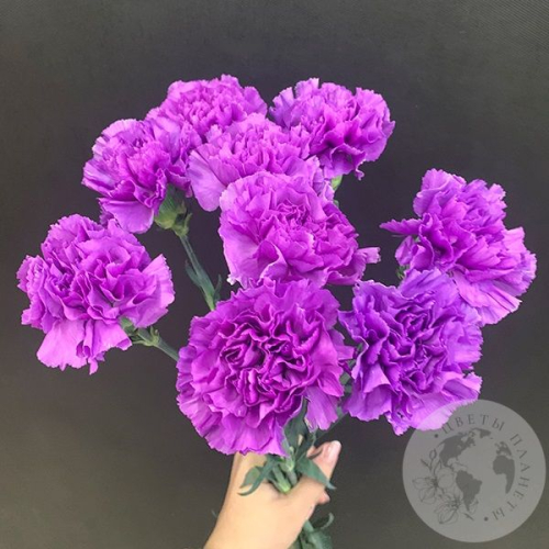 Лунная гвоздика 9 шт. в магазине Цветы Планеты