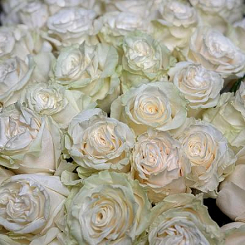 Букет из белых роз Эквадор 101 шт. 70 см.