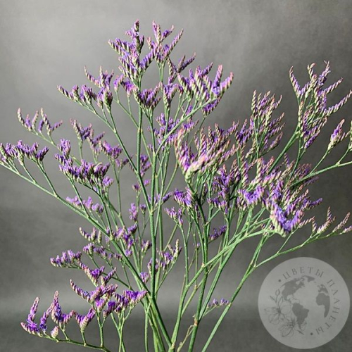 Лимониум 3 шт. в магазине Цветы Планеты