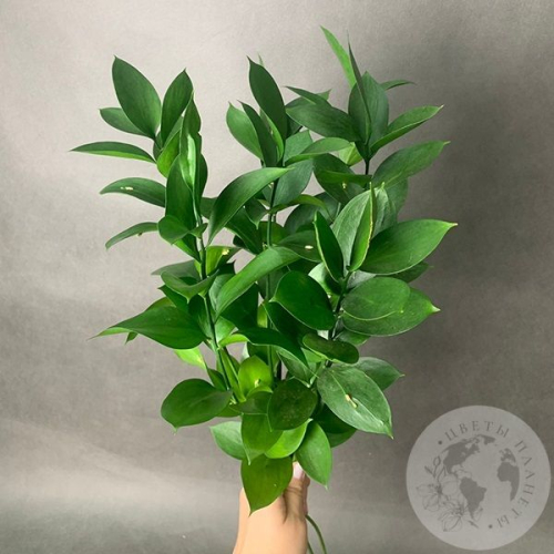 Рускус 7 шт. в магазине Цветы Планеты