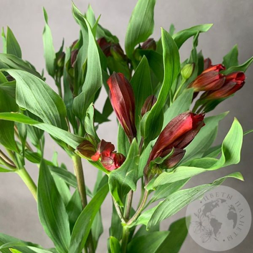 7 Альстромерий красных